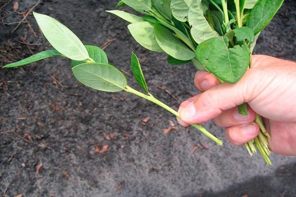 cuttings and cuttings