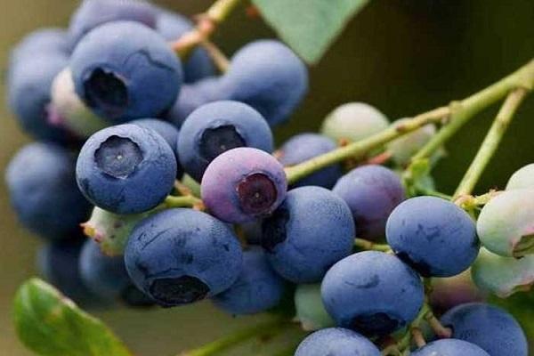 fruiting berries