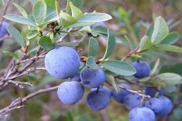 winter fruit