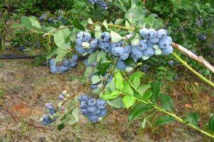 Description de la variété de bleuets Northland, plantation et soins, maladies et ravageurs