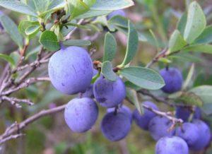 Planting, growing and caring for blueberries in the Moscow region, choosing the best varieties