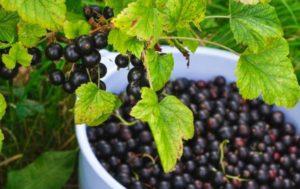 Description and characteristics of black currant varieties Perun, planting and care