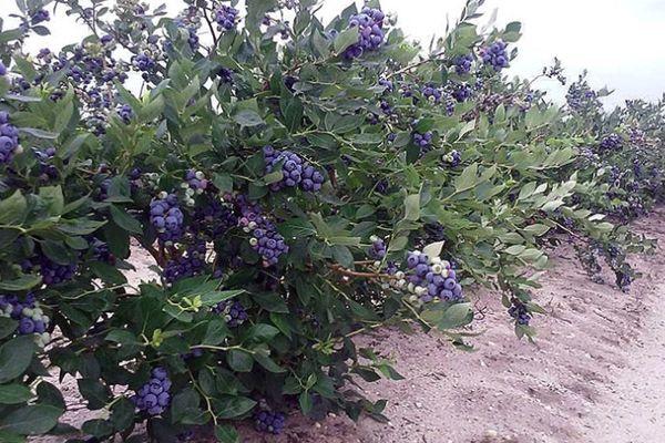 blueberry bushes