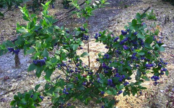 blueberry bush