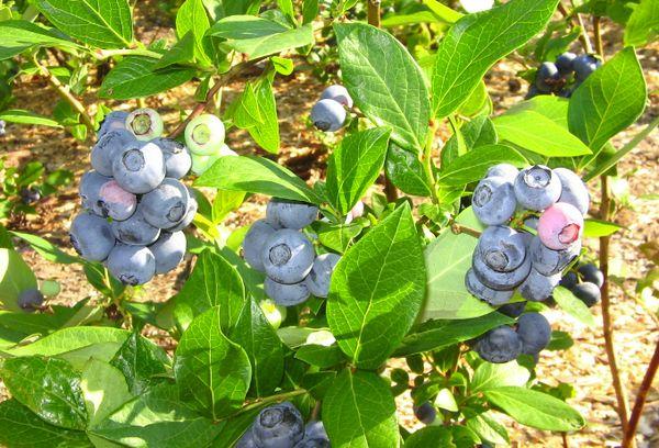 blueberry cultivation