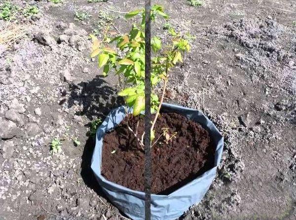 planting blueberries