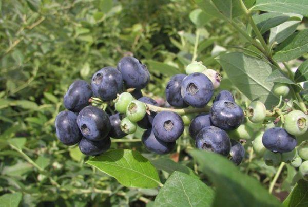 cawangan blueberry