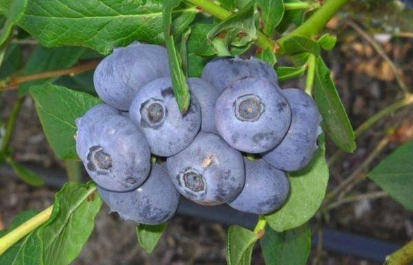 early blueberry