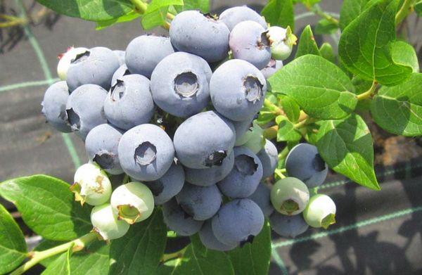 picking blueberries