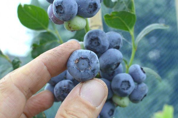 blueberries