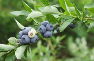 Descripción y características de la variedad de arándanos Spartan, reglas de plantación y cuidado.