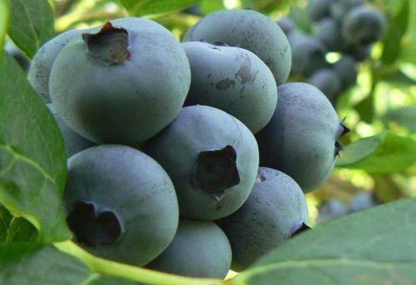 blueberry fruit