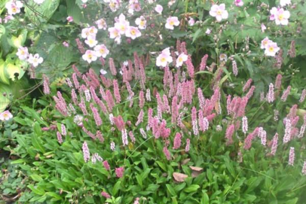 parterre de fleurs