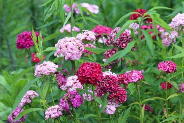 flores en el jardin