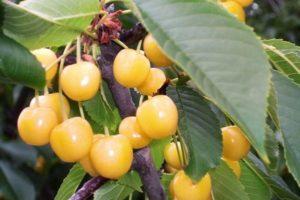 Description and characteristics of the cherry variety Chermashnaya, pollinators and cultivation