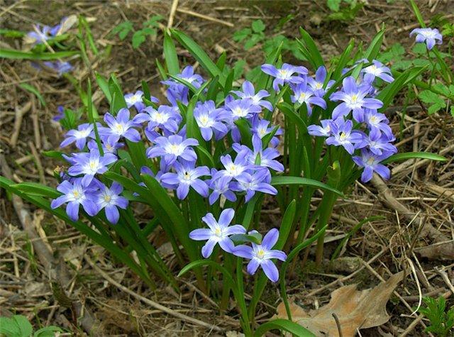 chionodox in the forest