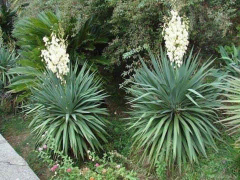 yucas blancas