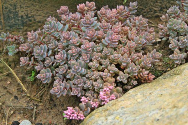 flores por piedras