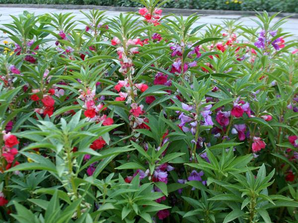 flowers in a flower bed