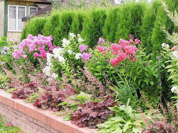 geyher dans le parterre de fleurs