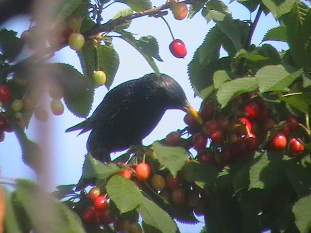 oiseau sur cerise