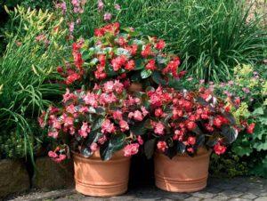 Description des variétés de bégonias à floraison constante, plantation et entretien en plein champ