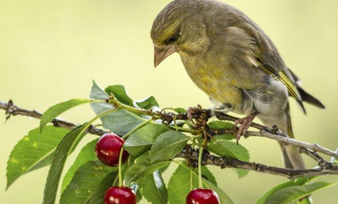 oiseau sur cerise