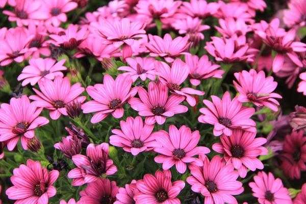 jardin de fleurs