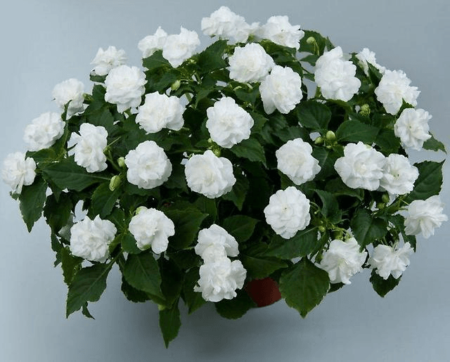 balsam white