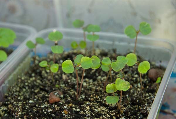 sprouted balsam seeds