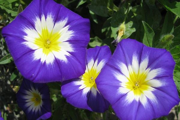 tricolore annuel