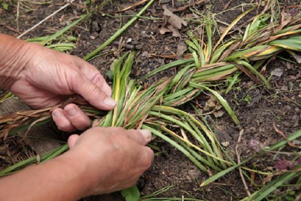 dig up the hyacinth