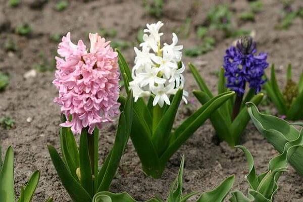 namumulaklak na mga bulaklak