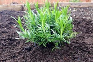 ¿Es posible trasplantar lavanda en el otoño, cuándo y cómo hacerlo mejor?