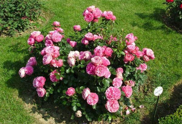 roses dans le jardin