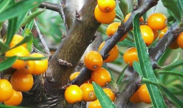 Injerto de espino amarillo