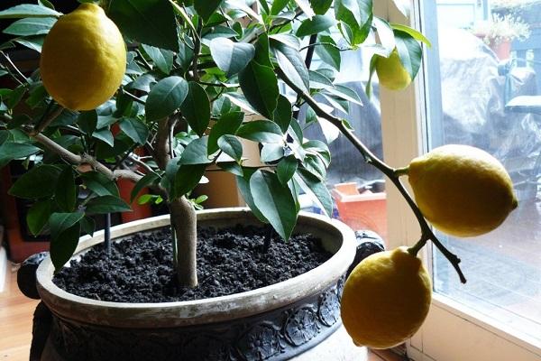 cítricos en una olla