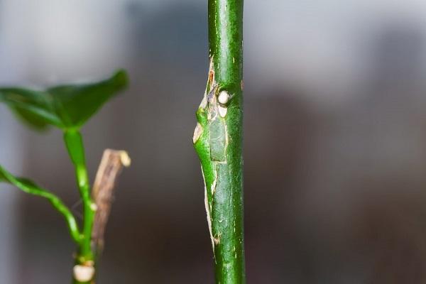 tallo de la planta