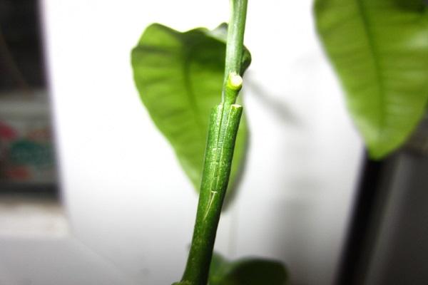 budding cuttings