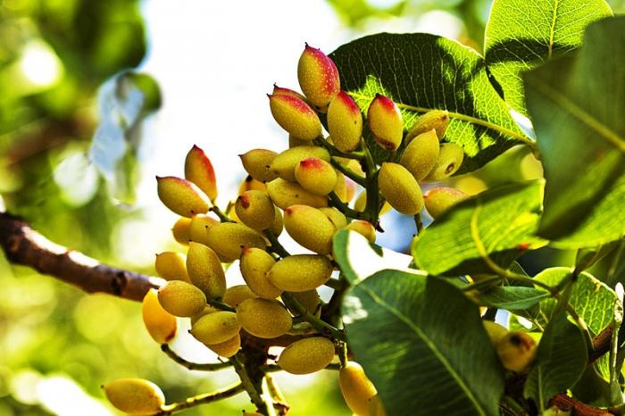 pistachos en madera