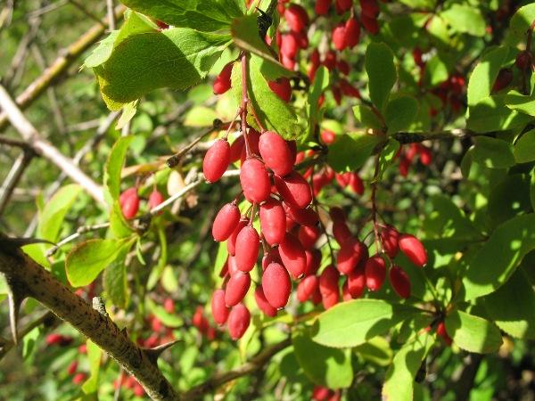 branche d'épine-vinette