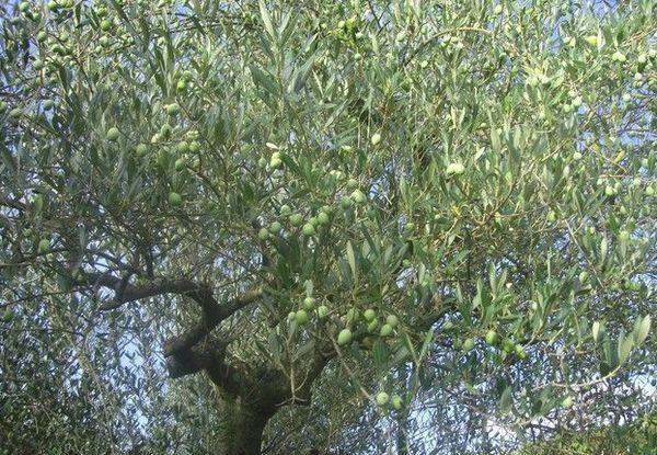 olive tree