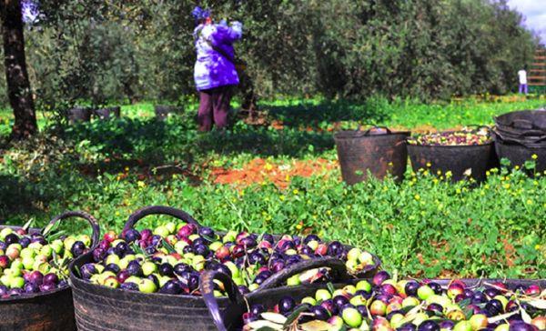 picking olives