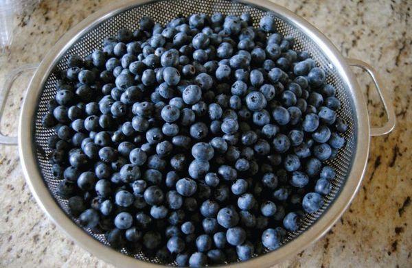 Blueberry untuk memasak