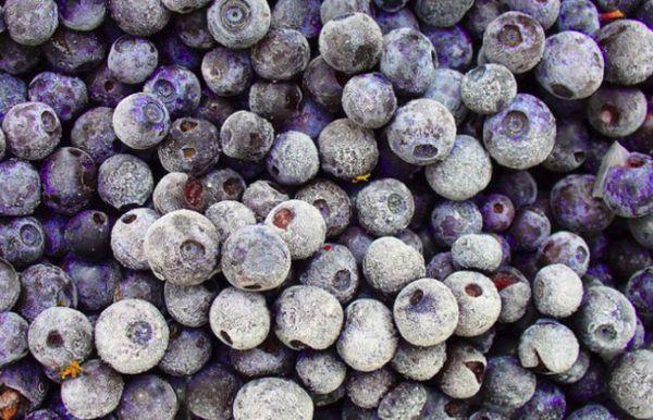 Freezing blueberries