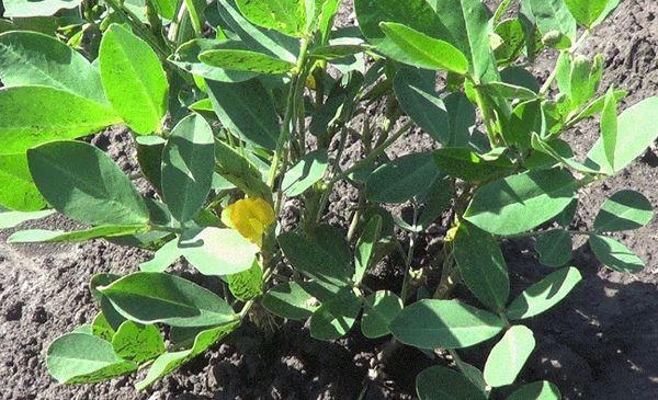 peanut bushes