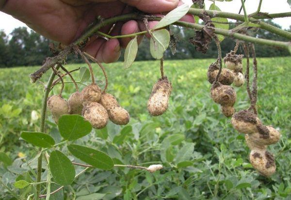 growing peanuts