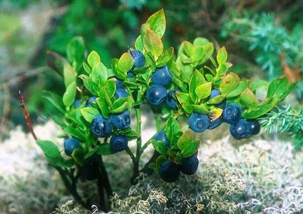 blueberry bush