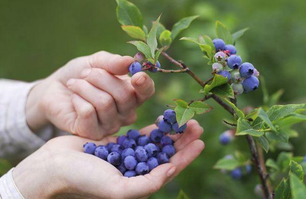 picking berries