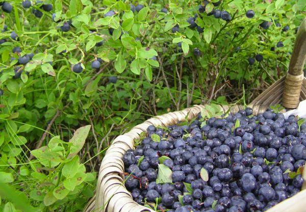 basket with blueberries